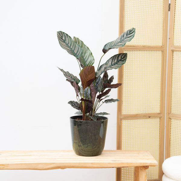 Calathea Ornata - 50cm kopen bij Green Bubble