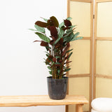 Product afbeelding 1