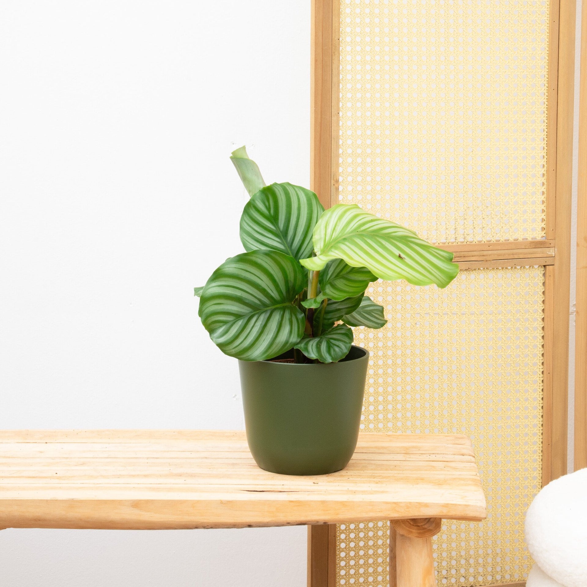 calathea orbifolia indoor plant Calathea Orbifolia | 40cm | Online bestellen