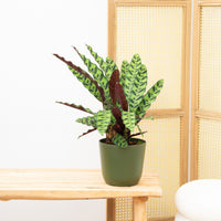 Calathea Insigne - 70cm