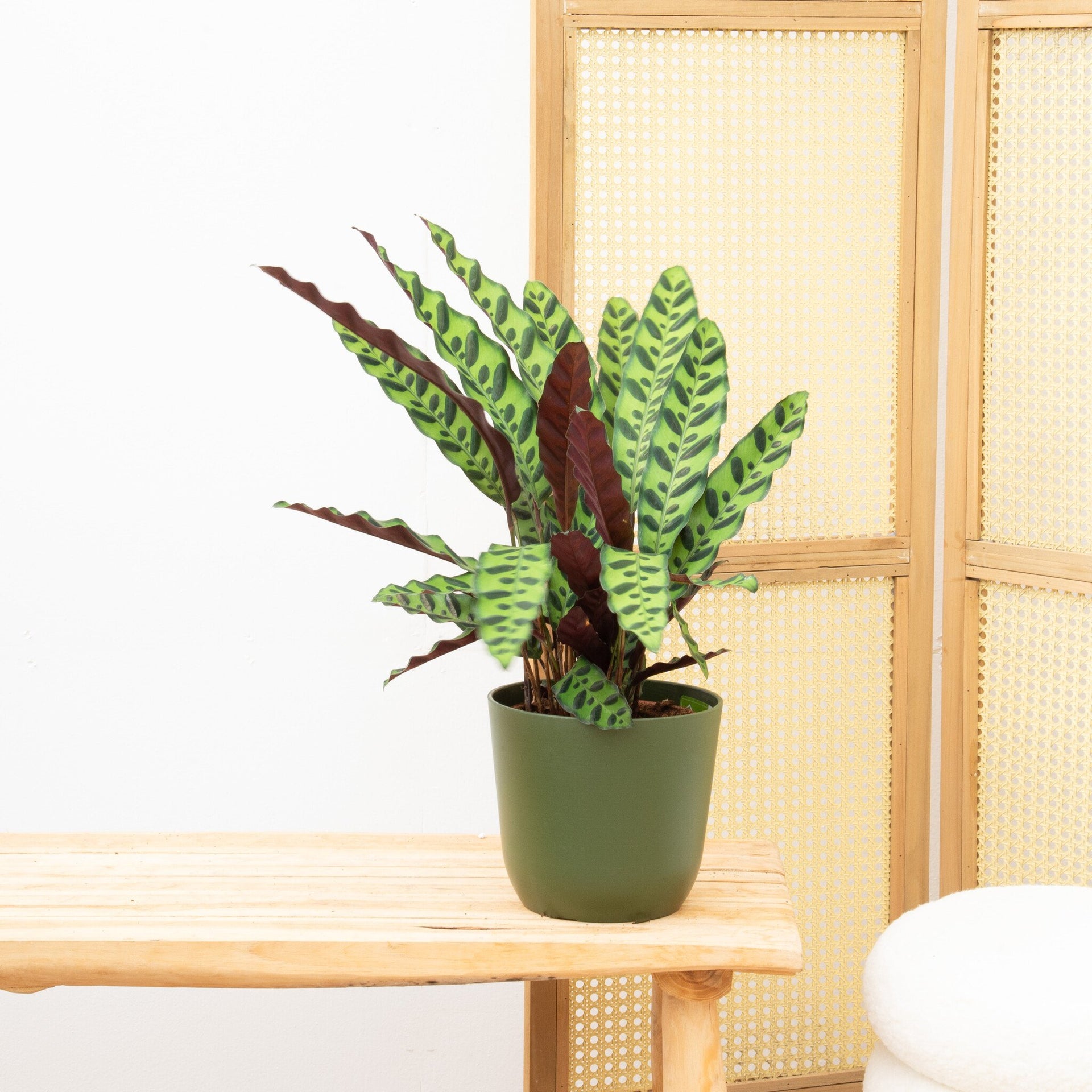 philodendron insigne purple Calathea Insigne | 70cm | Order online