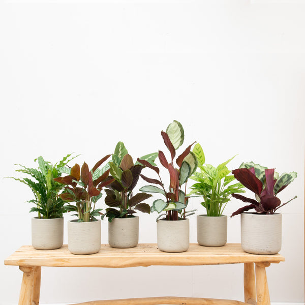 Combideal - Ultimate Calathea Mix