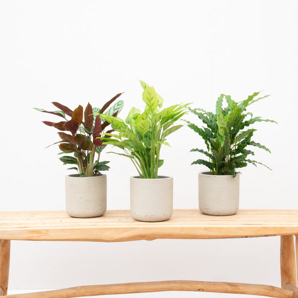 Offre combinée - Calathea Compactstar + Calathea Leopardina + Calathea Bluegrass