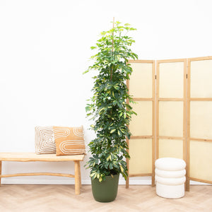 Schefflera Gold Capella Pyramide - 210cm