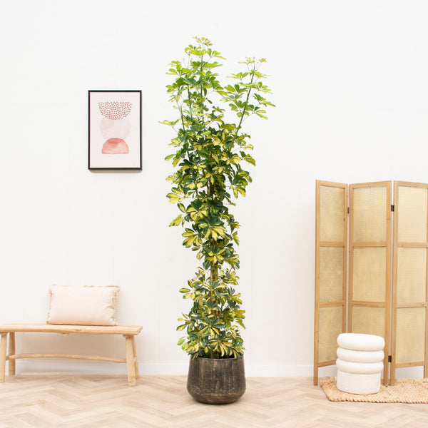 Schefflera Gold Capella Pyramid - 210cm