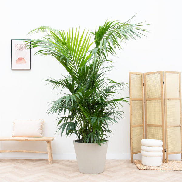 Kentia Palm XXL - 300cm