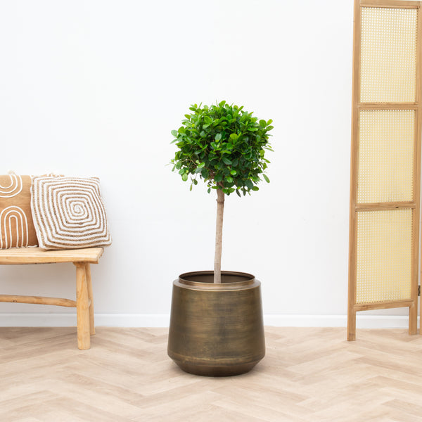 Ficus Microcarpa Moclame - 150 cm