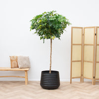 Schefflera Gold Capella sur tige - 210cm