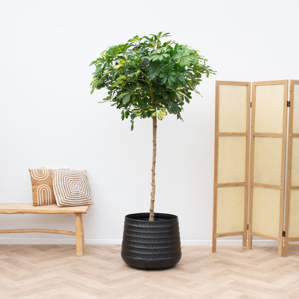 Schefflera Gold Capella op stam - 210cm kopen bij Green Bubble