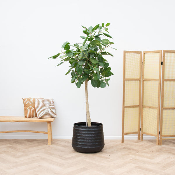 Figowiec Benghalensis Audrey - 190 cm kopen bij Green Bubble