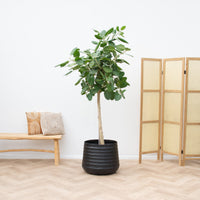 Ficus Benghalensis Audrey on trunk - 240cm