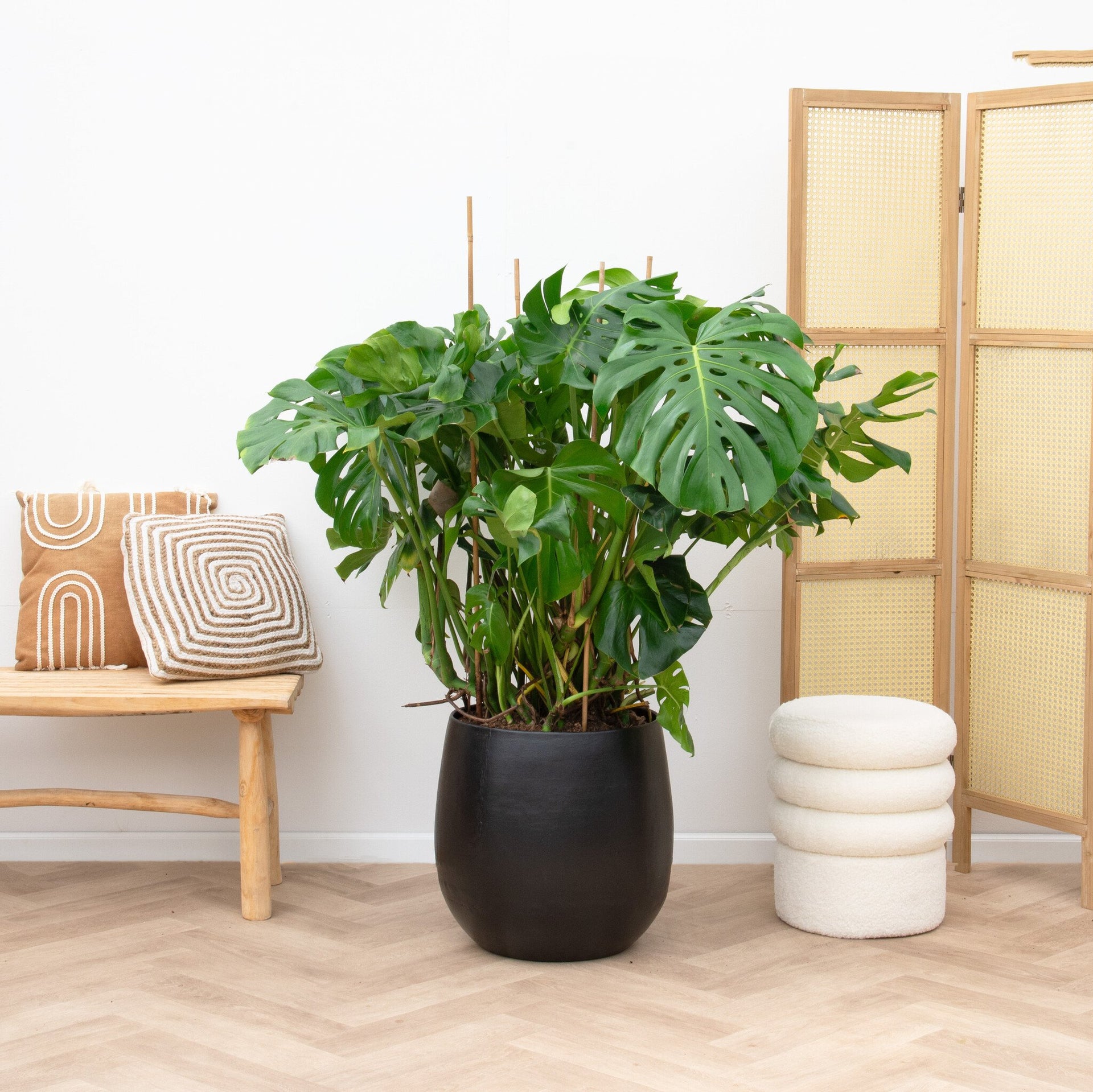 black monstera for sale Monstera Deliciosa | 120cm