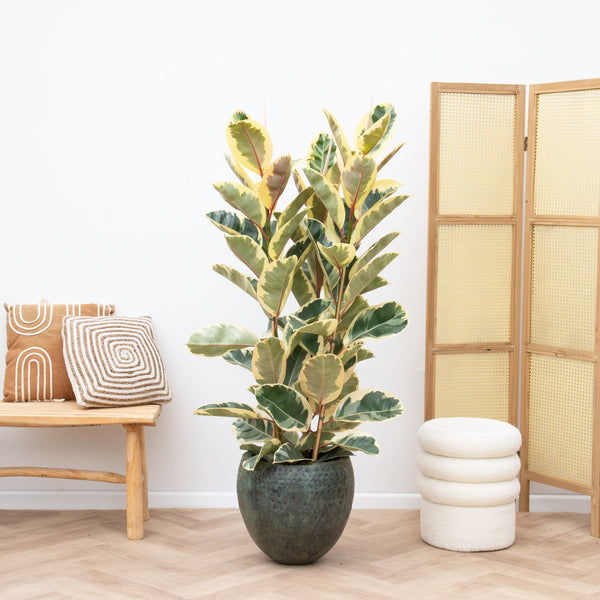 Krzew Ficus Elastica Tineke - 160 cm kopen bij Green Bubble
