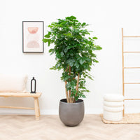 Radermachera Hainanensis - 170cm