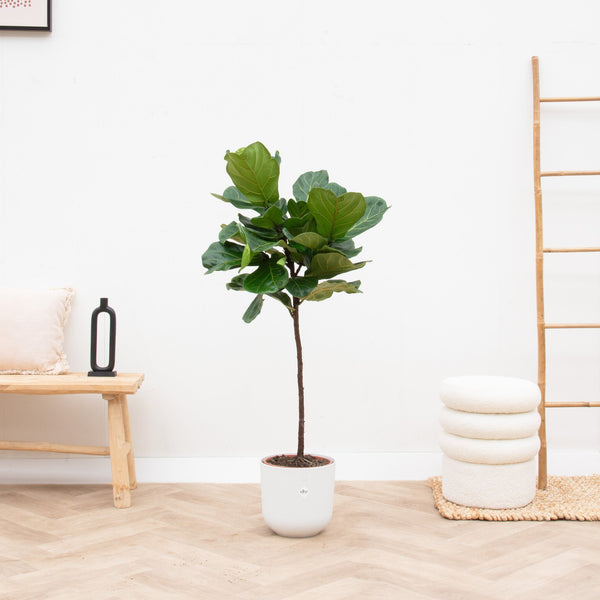 Combi deal - Ficus Lyrata op stam inclusief Elho Jazz Round - 130 cm