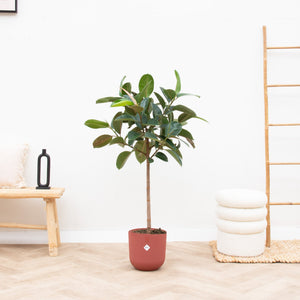 Combi deal - Ficus Elastica op stam inclusief Elho Jazz Round - 140cm