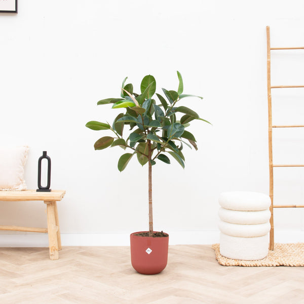 Combi deal - Ficus Elastica op stam inclusief Elho Jazz Round - 140cm