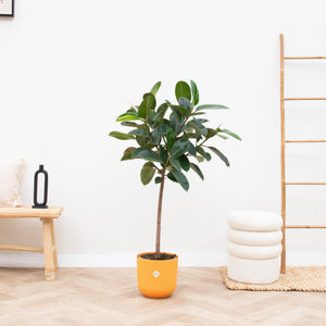 Combi deal - Ficus Elastica op stam inclusief Elho Jazz Round - 140cm