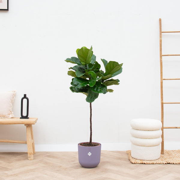 Combi deal - Ficus Lyrata op stam inclusief Elho Jazz Round - 130 cm