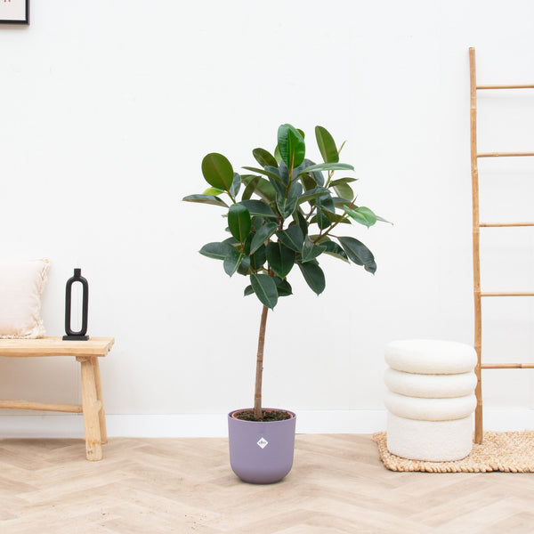 Combi deal - Ficus Elastica op stam inclusief Elho Jazz Round - 140cm