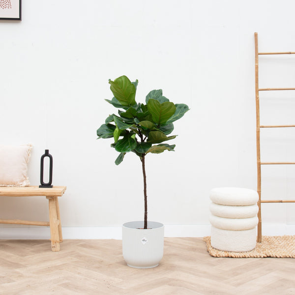 Combi deal - Ficus Lyrata op stam inclusief Elho vibes fold Round - 130 cm