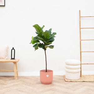 Combi deal - Ficus Lyrata on stem including Elho vibes fold Round - 130 cm