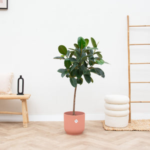 Combi deal - Ficus Elastica op stam inclusief Elho vibes fold Round - 140cm