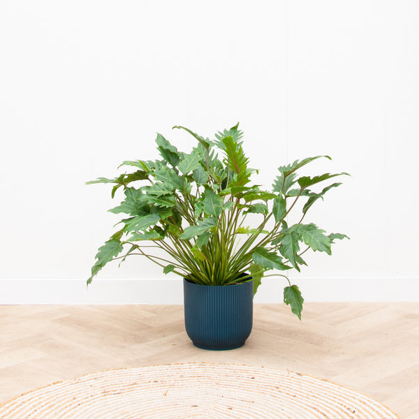 Philodendron Xanadu - 70cm