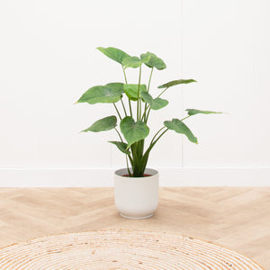 Combi deal - Alocasia Cucullata inclusief elho Vibes Fold Rond - 90 cm