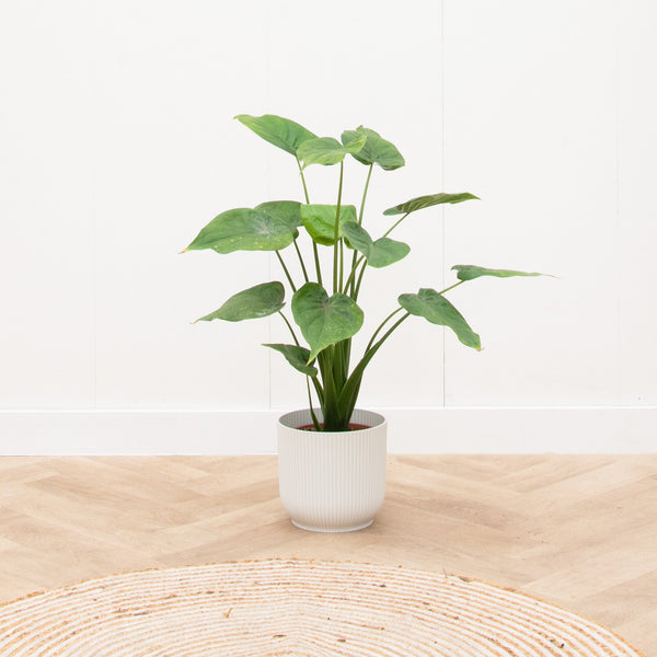 Combi deal - Alocasia Cucullata inclusief elho Vibes Fold Rond - 90 cm