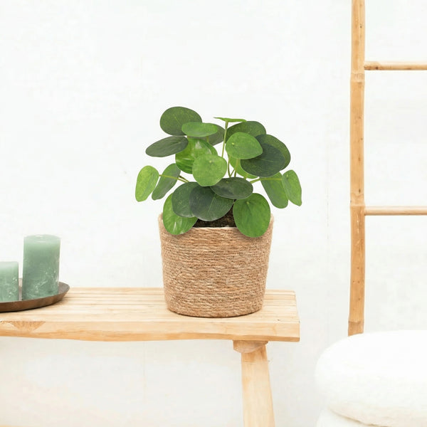 Kunst Pilea peperomioides - 17,5cm