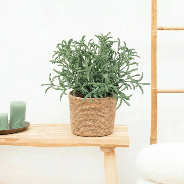 Kunst Helichrysum italicum - 18cm