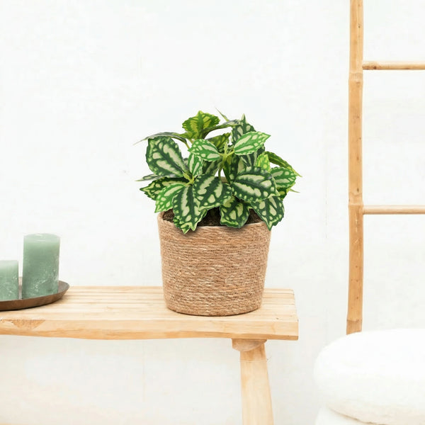 Kunst Hoya green - 20cm