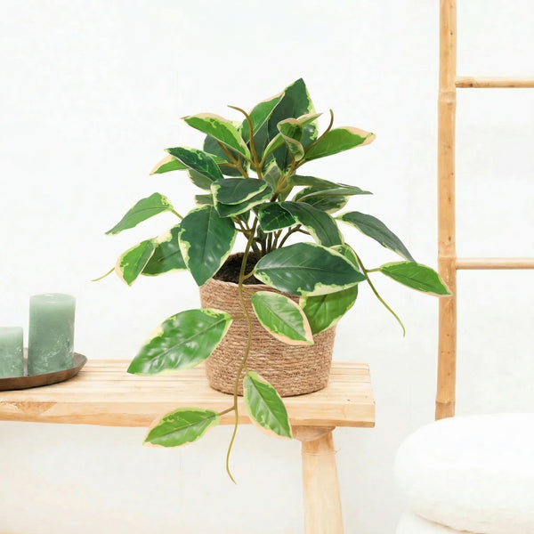 Kunst hang Hoya Variegata - 23cm
