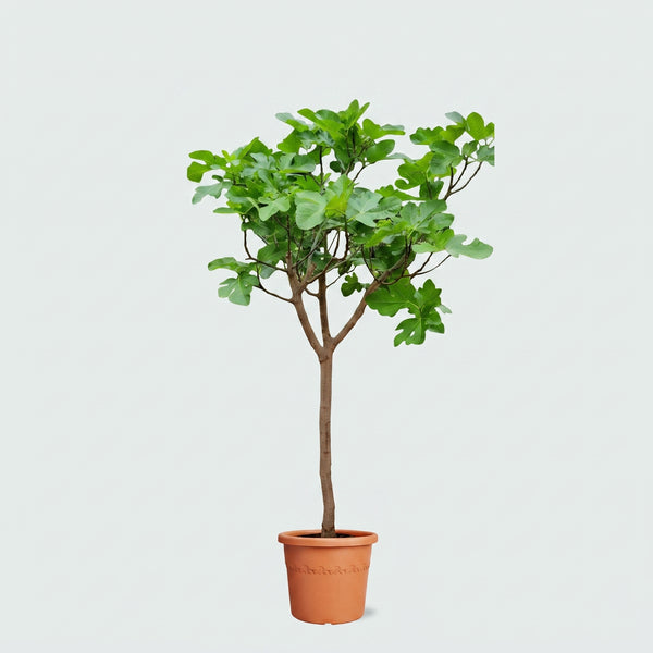 Ficus Carica op stam - 200cm