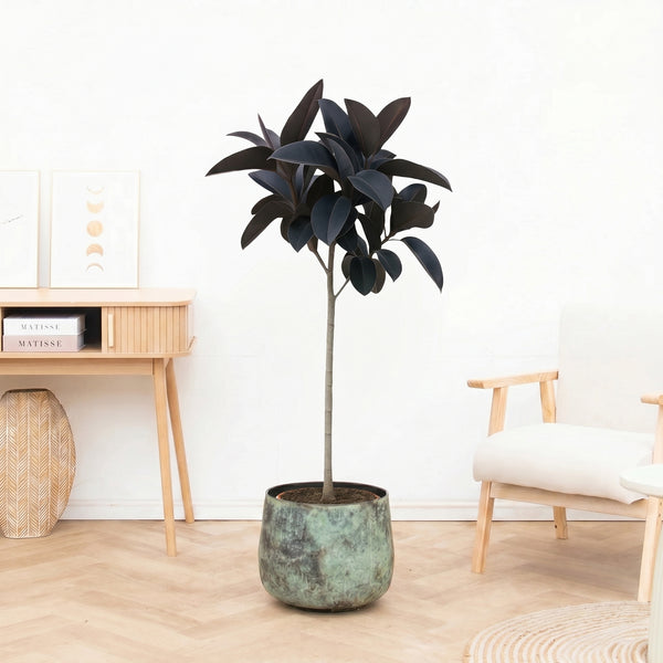 Ficus Elastica Abidjan stam - 150cm kopen bij Green Bubble