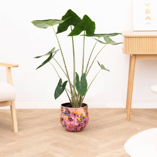 Alocasia zebrina - 130 cm kopen bij Green Bubble