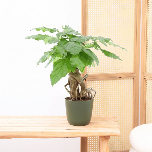 Radermachera Bonsai - 30 cm kopen bij Green Bubble