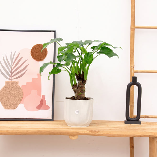 Alocasia Cucullata na pniu – 50 cm kopen bij Green Bubble