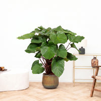 Homalomena rubescens 'Maggy' - 130 cm