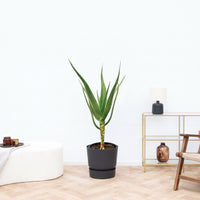 Aloë Alborescens stam - 100cm