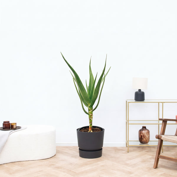 Aloë Alborescens stam - 100cm kopen bij Green Bubble
