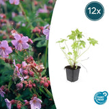 Product afbeelding 7