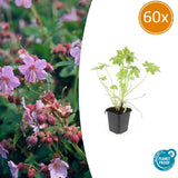 Product afbeelding 10
