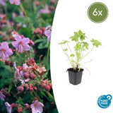 Product afbeelding 1