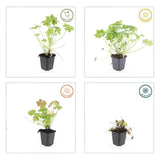 Product afbeelding 2