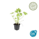 Product afbeelding 4