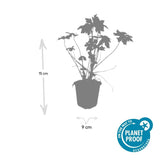 Product afbeelding 5