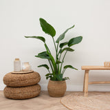 Product afbeelding 7