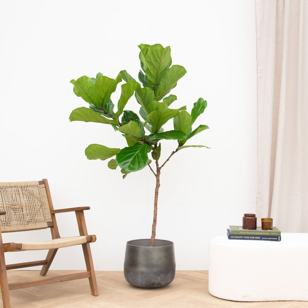 Ficus Lyrata stam - 160cm